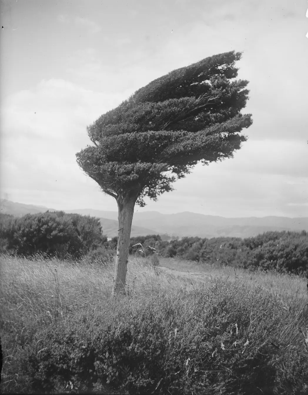 Petit arbre de totara sur la crête au-dessus de Long Point